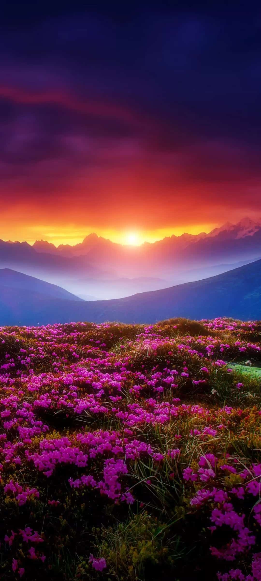 Blossoming Spring Days novel cover